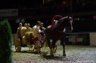 Horse Show 07.10.2012